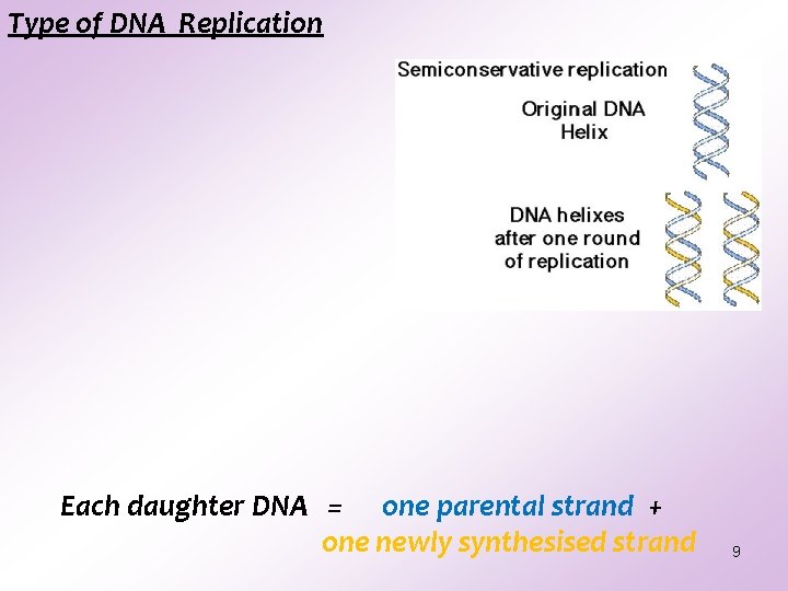 Type of DNA Replication Each daughter DNA = one parental strand + one newly