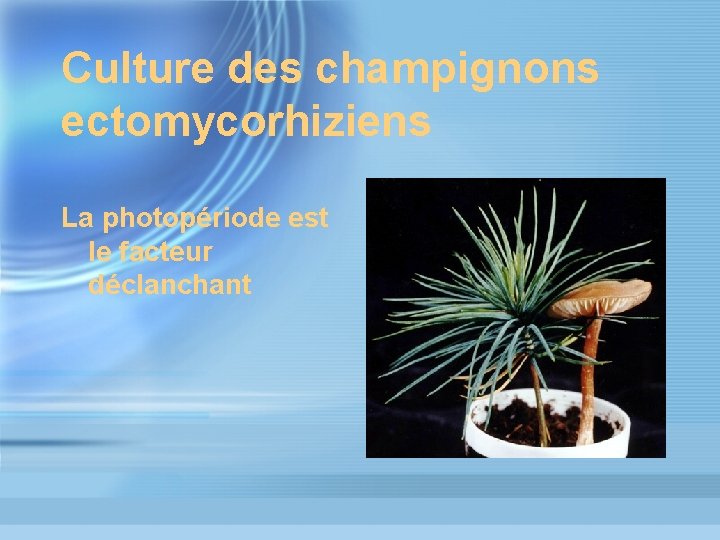 Culture des champignons ectomycorhiziens La photopériode est le facteur déclanchant 