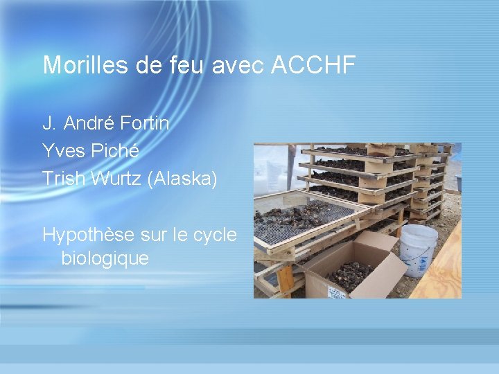 Morilles de feu avec ACCHF J. André Fortin Yves Piché Trish Wurtz (Alaska) Hypothèse