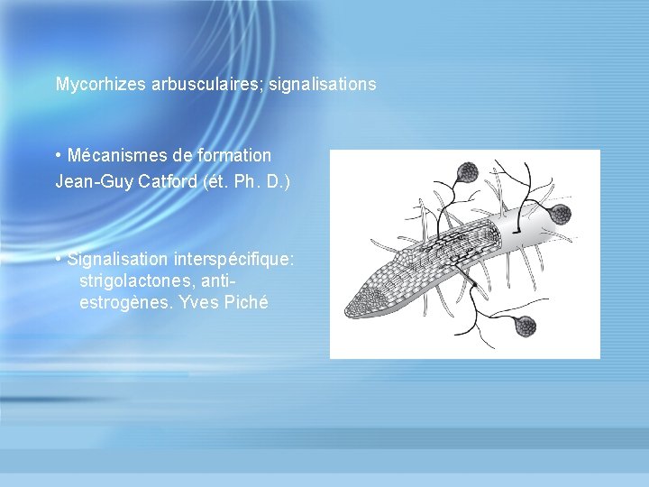 Mycorhizes arbusculaires; signalisations • Mécanismes de formation Jean-Guy Catford (ét. Ph. D. ) •