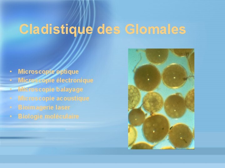 Cladistique des Glomales • • • Microscopie optique Microscopie électronique Microscopie balayage Microscopie acoustique