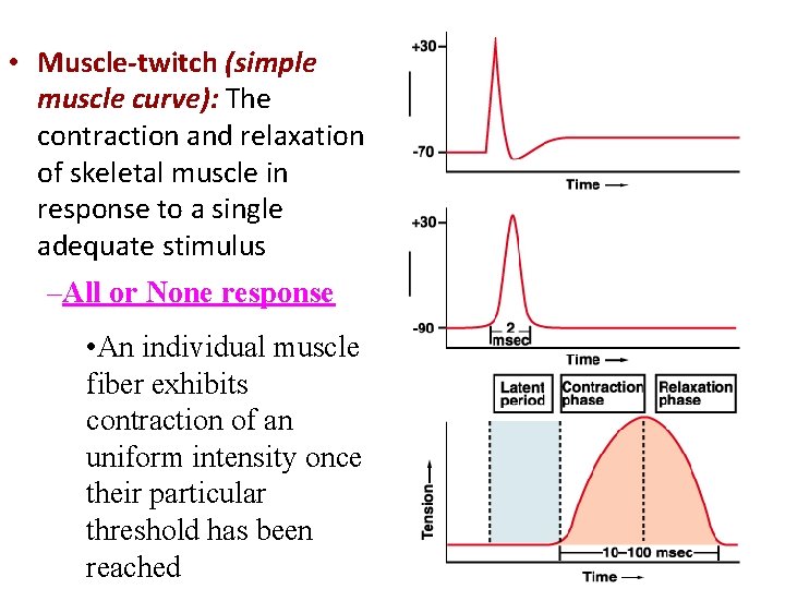  • Muscle-twitch (simple muscle curve): The contraction and relaxation of skeletal muscle in