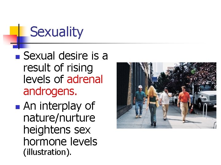 Sexuality Sexual desire is a result of rising levels of adrenal androgens. n An