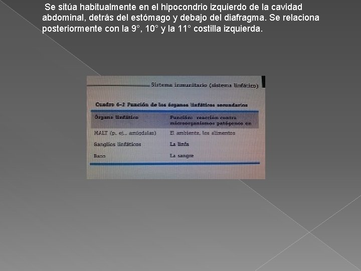  Se sitúa habitualmente en el hipocondrio izquierdo de la cavidad abdominal, detrás del