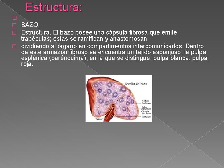 Estructura: � � BAZO. � Estructura. El bazo posee una cápsula fibrosa que emite