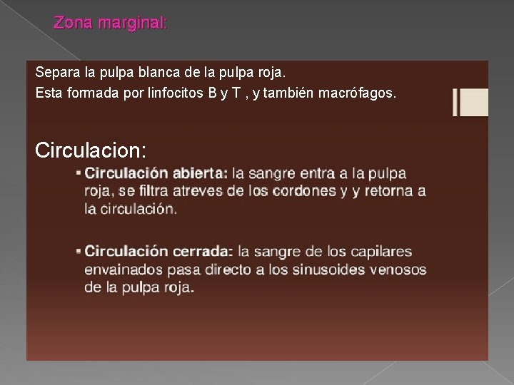 Zona marginal: Separa la pulpa blanca de la pulpa roja. Esta formada por linfocitos