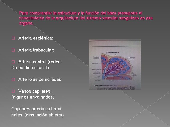 Para comprender la estructura y la función del bazo presupone el conocimiento de la