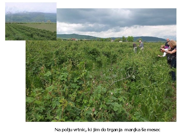 Na polju vrtnic, ki jim do trganja manjka še mesec 