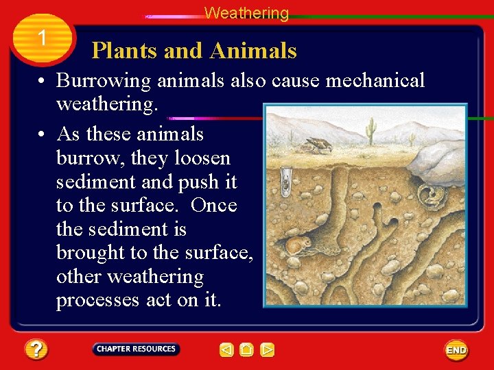 Weathering 1 Plants and Animals • Burrowing animals also cause mechanical weathering. • As