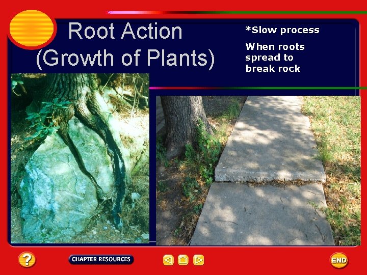 Root Action (Growth of Plants) *Slow process When roots spread to break rock 