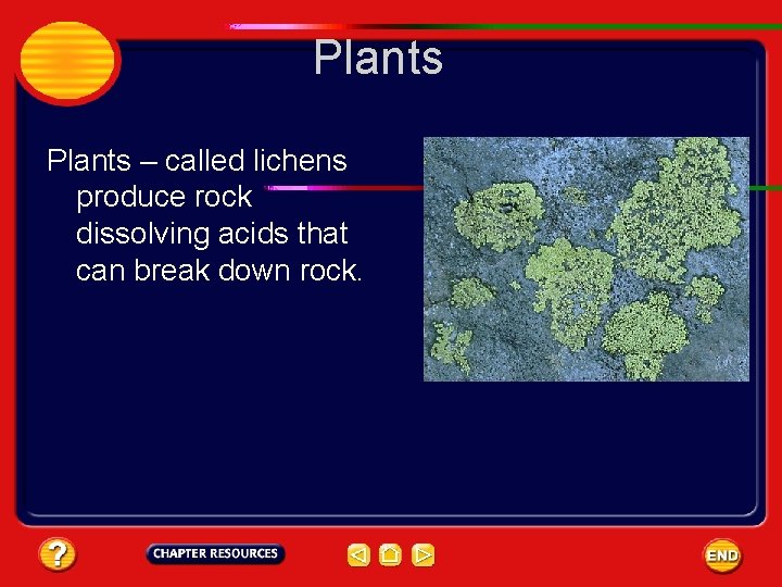 Plants – called lichens produce rock dissolving acids that can break down rock. 
