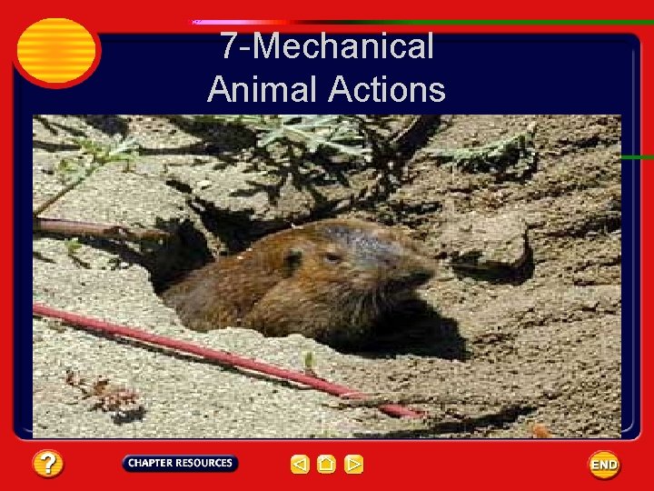 7 -Mechanical Animal Actions 