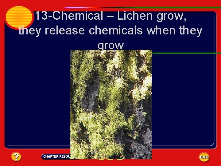 13 -Chemical – Lichen grow, they release chemicals when they grow 