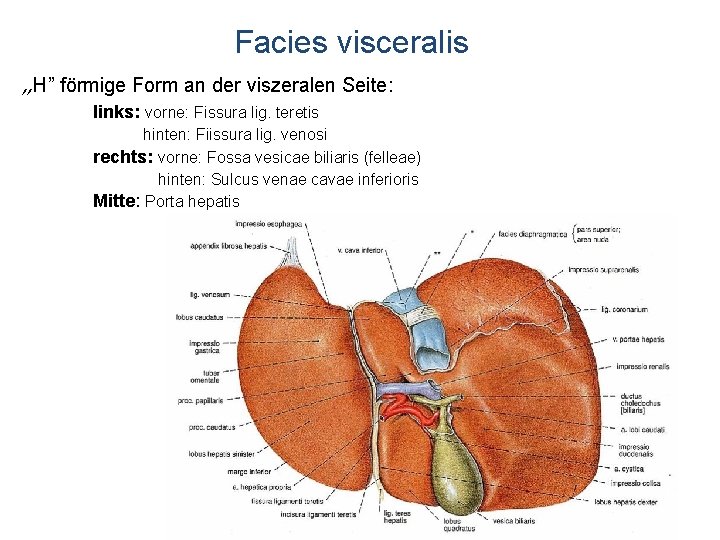 Facies visceralis „H” förmige Form an der viszeralen Seite: links: vorne: Fissura lig. teretis