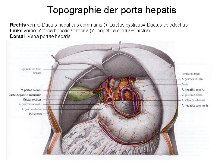 Topographie der porta hepatis Rechts vorne: Ductus hepaticus communis (+ Ductus cysticus= Ductus coledochus