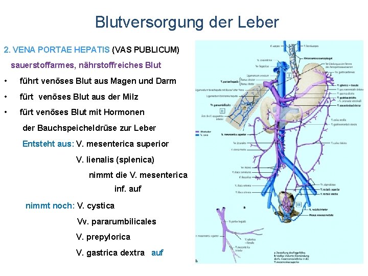 Blutversorgung der Leber 2. VENA PORTAE HEPATIS (VAS PUBLICUM) sauerstoffarmes, nährstoffreiches Blut • führt