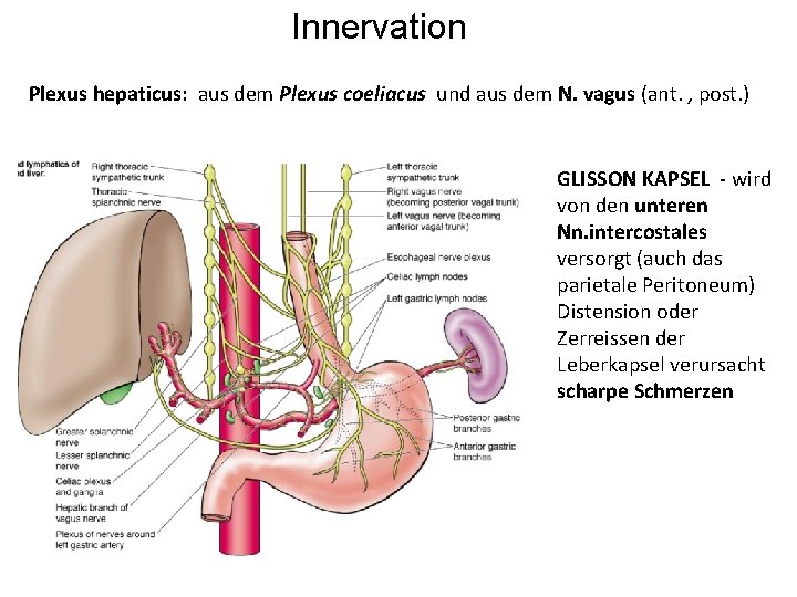 Innervation Plexus hepaticus: aus dem Plexus coeliacus und aus dem N. vagus (ant. ,