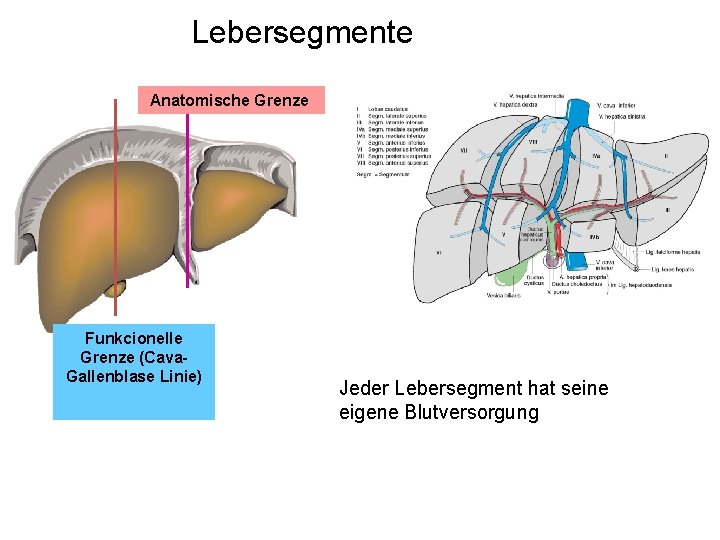 Lebersegmente Anatomische Grenze Funkcionelle Grenze (Cava. Gallenblase Linie) Jeder Lebersegment hat seine eigene Blutversorgung