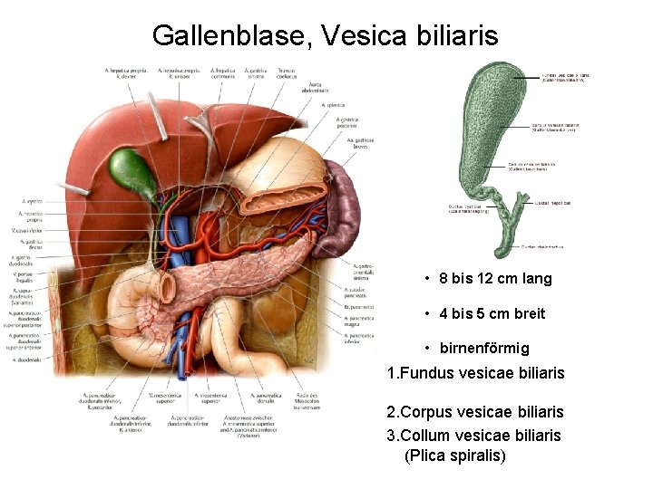 Gallenblase, Vesica biliaris • 8 bis 12 cm lang • 4 bis 5 cm