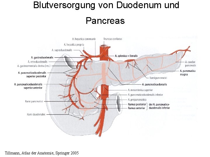  Blutversorgung von Duodenum und Pancreas Tillmann, Atlas der Anatomie, Springer 2005 