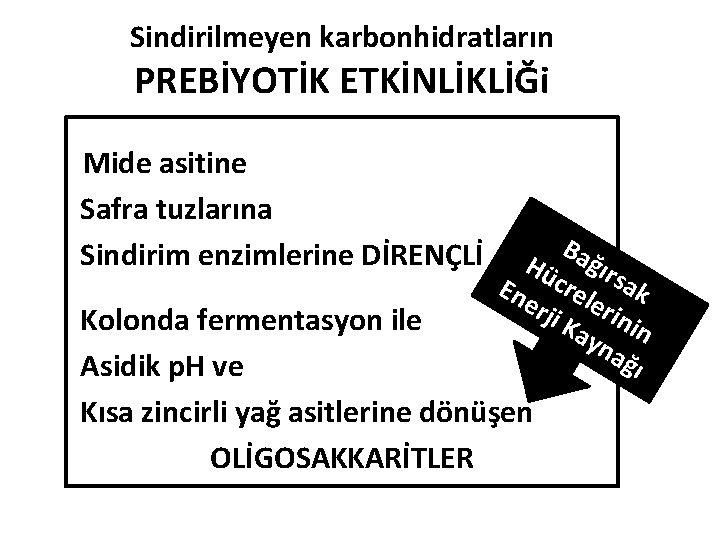 Sindirilmeyen karbonhidratların PREBİYOTİK ETKİNLİKLİĞi Mide asitine Safra tuzlarına Sindirim enzimlerine DİRENÇLİ Ba Hü ğırs