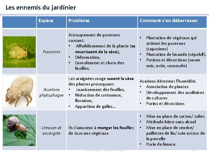 Les ennemis du jardinier Espèce Pucerons Acariens phytophages Limaces et escargots Problème Comment s’en