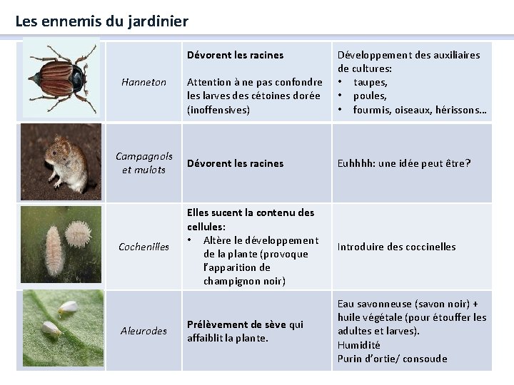 Les ennemis du jardinier Dévorent les racines Attention à ne pas confondre les larves