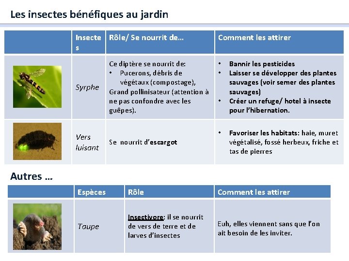 Les insectes bénéfiques au jardin Insecte Rôle/ Se nourrit de… s Syrphe Vers luisant