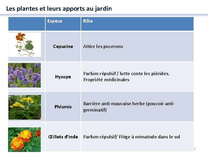 Les plantes et leurs apports au jardin Espèce Capucine Rôle Attire les pucerons Hysope