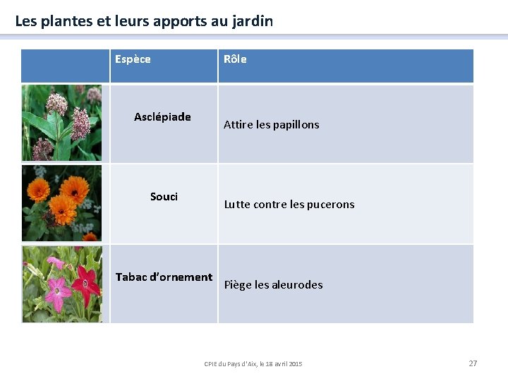 Les plantes et leurs apports au jardin Espèce Rôle Asclépiade Attire les papillons Souci