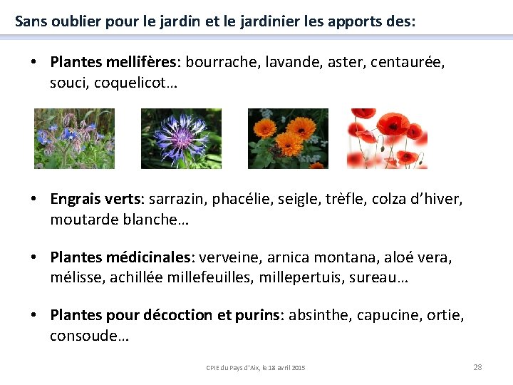 Sans oublier pour le jardin et le jardinier les apports des: • Plantes mellifères: