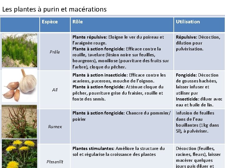 Les plantes à purin et macérations Espèce Prêle Ail Rumex Rôle Utilisation Plante répulsive: