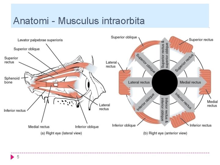 Anatomi - Musculus intraorbita 5 