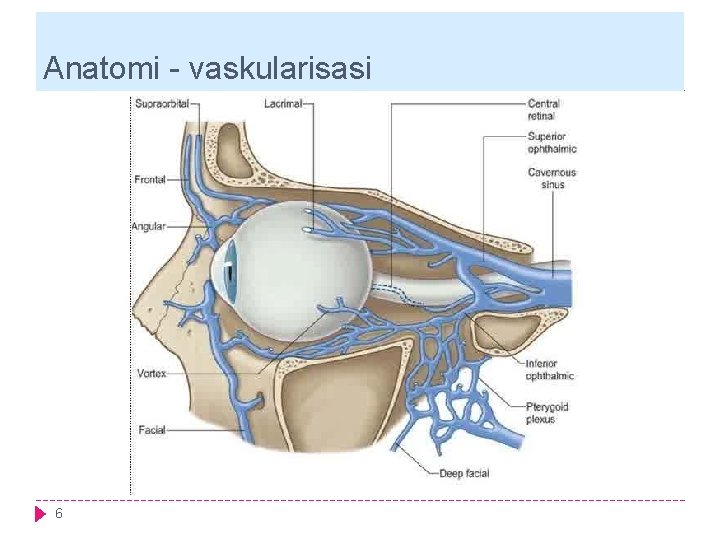 Anatomi - vaskularisasi 6 