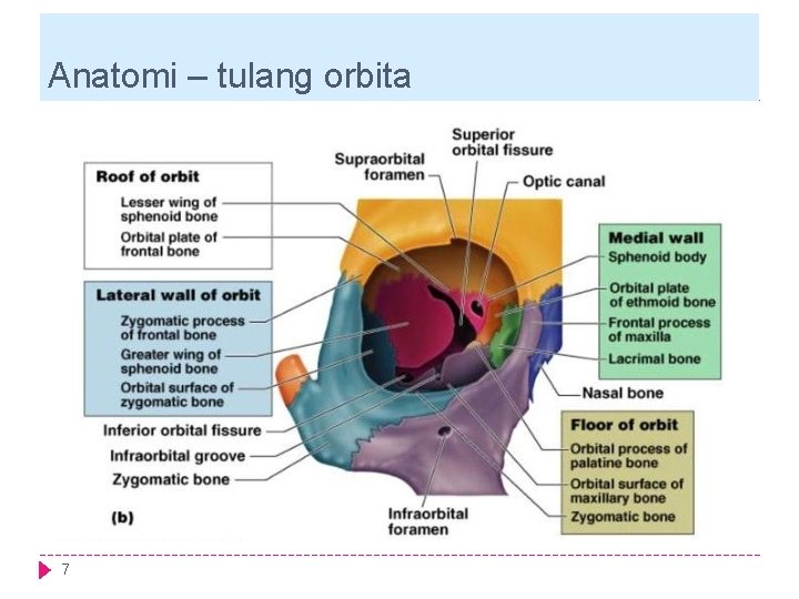 Anatomi – tulang orbita 7 