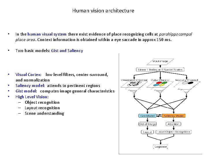 Human vision architecture • In the human visual system there exist evidence of place