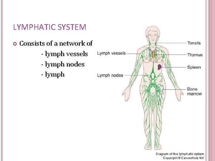 LYMPHATIC SYSTEM Consists of a network of - lymph vessels - lymph nodes -