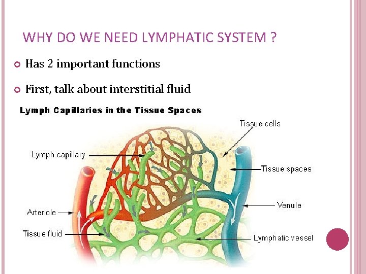 WHY DO WE NEED LYMPHATIC SYSTEM ? Has 2 important functions First, talk about