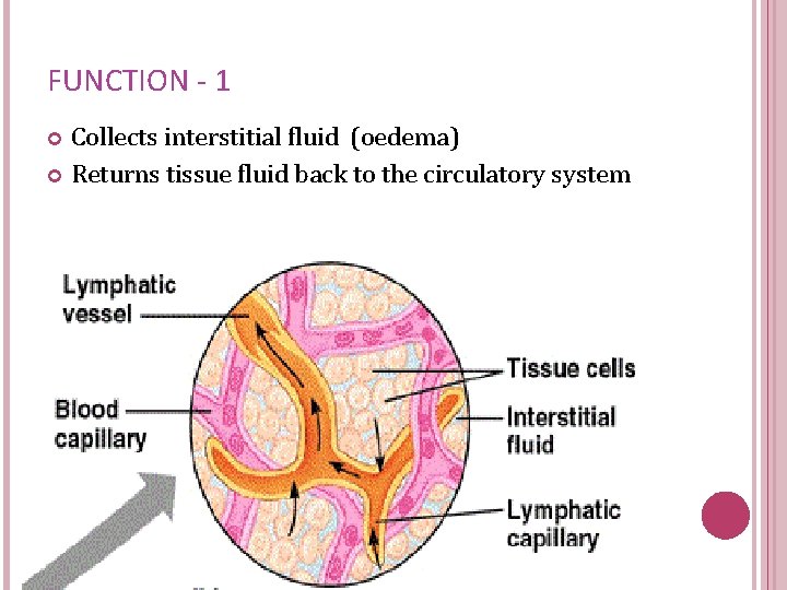 FUNCTION - 1 Collects interstitial fluid (oedema) Returns tissue fluid back to the circulatory