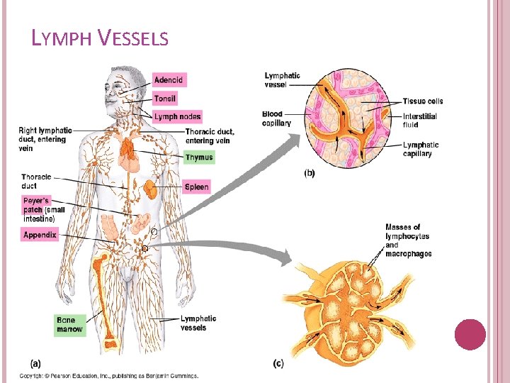 LYMPH VESSELS 