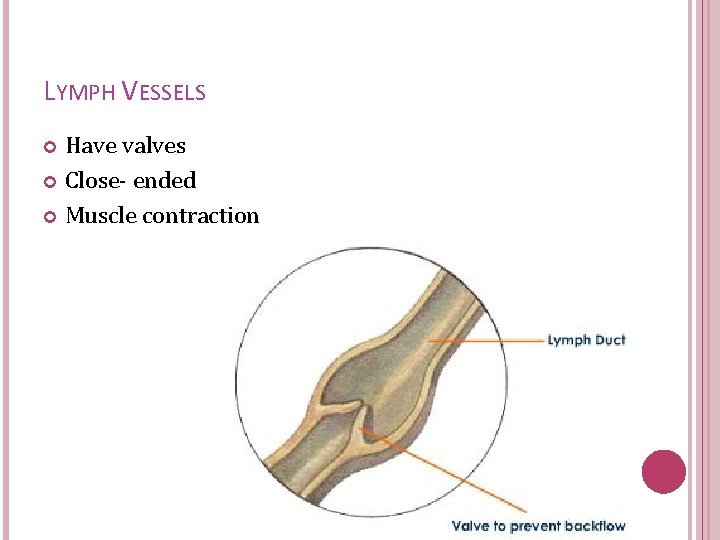 LYMPH VESSELS Have valves Close- ended Muscle contraction 