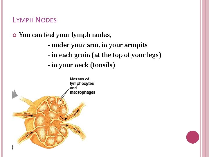 LYMPH NODES You can feel your lymph nodes, - under your arm, in your