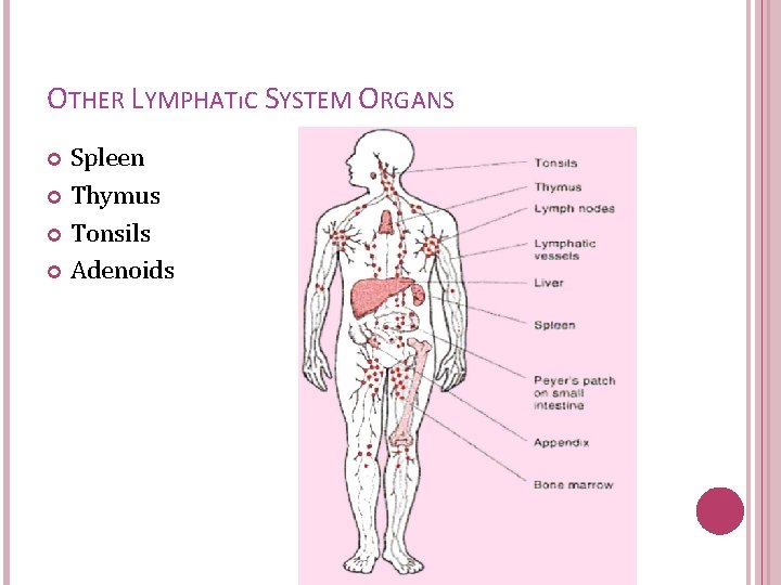 OTHER LYMPHATıC SYSTEM ORGANS Spleen Thymus Tonsils Adenoids 