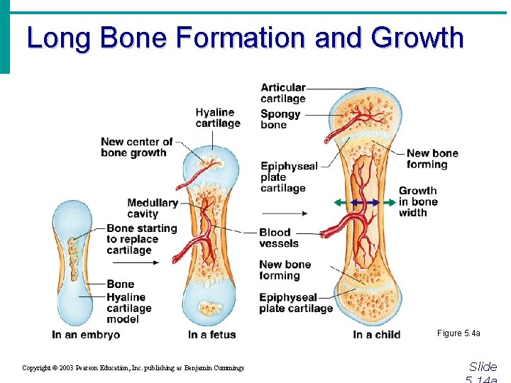 Long Bone Formation and Growth Figure 5. 4 a Copyright © 2003 Pearson Education,