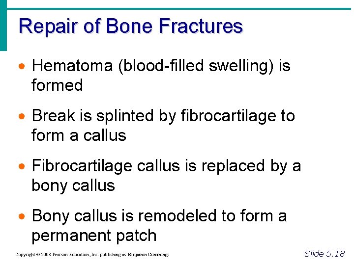 Repair of Bone Fractures · Hematoma (blood-filled swelling) is formed · Break is splinted