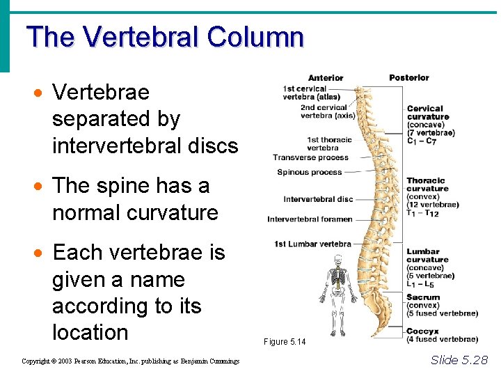 The Vertebral Column · Vertebrae separated by intervertebral discs · The spine has a