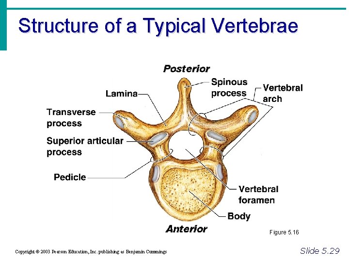 Structure of a Typical Vertebrae Figure 5. 16 Copyright © 2003 Pearson Education, Inc.