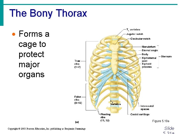 The Bony Thorax · Forms a cage to protect major organs Figure 5. 19