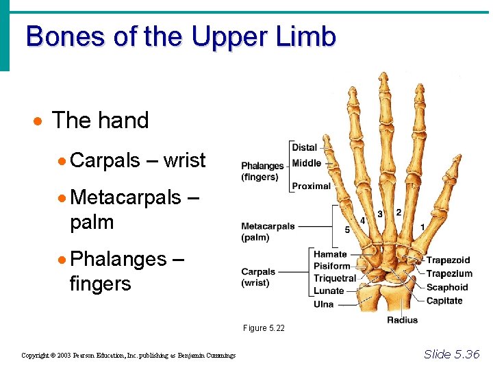 Bones of the Upper Limb · The hand · Carpals – wrist · Metacarpals