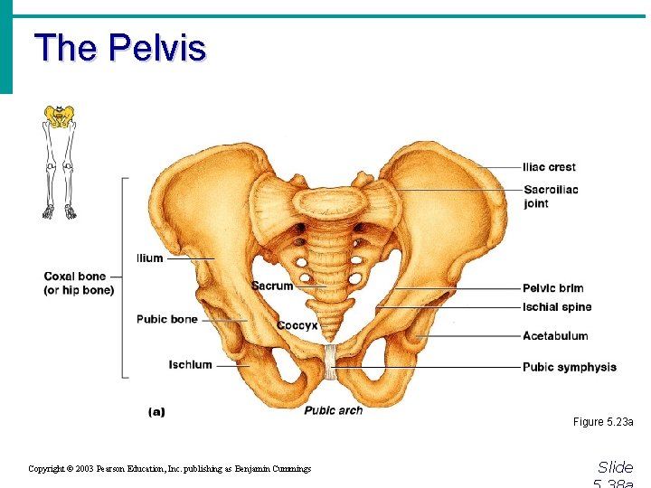 The Pelvis Figure 5. 23 a Copyright © 2003 Pearson Education, Inc. publishing as